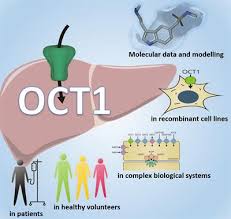 What is the transporter about? Organic Cation Transporter 1 Oct1 Not Vital For Life But Of Substantial Biomedical Relevance Frontiers Research Topic