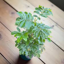 Image result for Trichilia