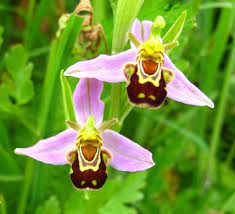 Tıpkı muz gibi yetişen ve yeşil renkte iken toplanan yıldız meyvesi tat olarak da armut, elma ve limon arasında bir lezzete sahiptir. Cok Ilginc Ve Sira Disi Bitkiler 2 Funda Pelin Kurt
