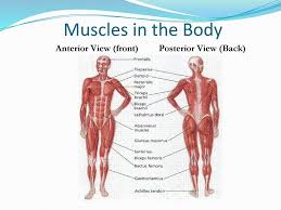 For example, think about when you bend your. Muscles In The Body Lesson Ppt Download