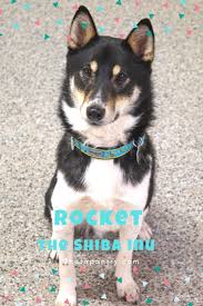 Black And Tan Shiba Inu Female About Rocket The Shiba Inu I Shiba Inu Shiba Japanese Dogs