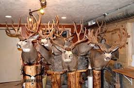 From experienced trophy hunters to family hunts searching for that first whitetail buck, we got your alabama deer hunt covered. Mule Deer Whitetail Deer Pictures Mule Deer Hunting Big Deer