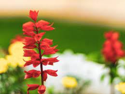 Flowers that bloom all summer in indiana. What Is A Cardinal Flower Information About The Cardinal Wildflower Plant