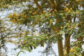 Image result for Acacia xanthophloea