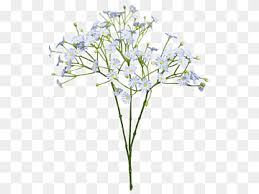 Baby's breath meaning baby's breath, or the flowers of the gypsophila genus, are named so because, unlike most plants, they thrive in soil high in gypsum. Baby Breath Png Images Pngwing