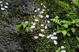 Image result for Utricularia striatula