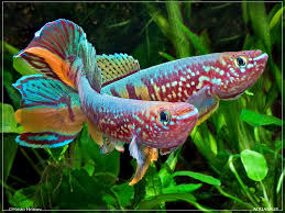 Image result for Raphidiocystis