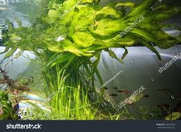 Image result for Ottelia ulvifolia