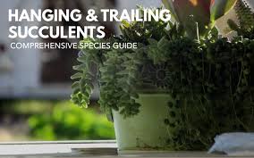 We did not find results for: 15 Popular Trailing Hanging Succulents Keeping Succulents