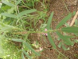 Image result for Tephrosia bracteolata