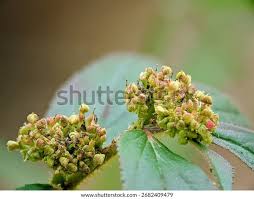 Image result for Euphorbia hirta