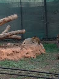 King Of The Jungle 3 He Got Bored Of Us Real Quick Mysore Zoo Officially The Sri Chamarajendra Zoological Gardens Mysore Zoo Zoological Garden Zoo