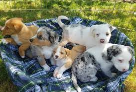 How To Pick A Puppy From A Litter Happy Oodles Puppy Litter Dog Behaviorist Puppies