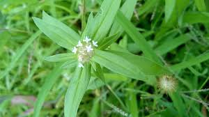 Image result for Spermacoce ruelliae