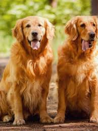 British Couple Will Pay 40k A Year For You To Watch Their 2 Golden Retrievers Kutv