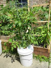 Check spelling or type a new query. Hydroonic Pineapple Tomato Plant Pineapple Tomato Plants Organic Tomatoes