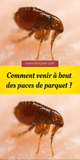 epingle sur animaux et insectes