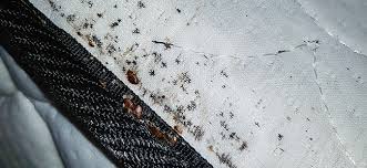 Image result for bed bugs droppings
