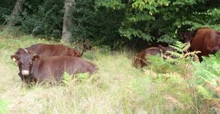 Weideland — weideland,das:⇨weide(1) … das wörterbuch der synonyme. Waldweide Und Weideland Systeme Uk Agforward Deutsch