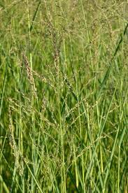 Image result for Panicum comorense