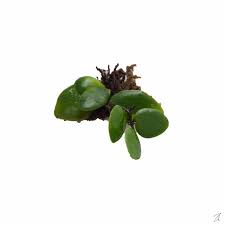 Image result for Pyrrosia rhodesiana