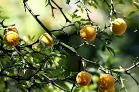 This tree is a healthy grower spreading with maturity. What Are The Best Fruits To Grow In Areas With Short Growing Seasons