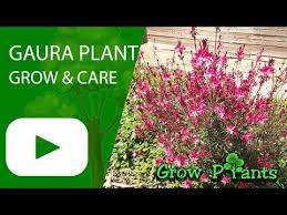 Maybe you would like to learn more about one of these? 10 Best Gaura Plant Ideas Gaura Plant Gaura Plants
