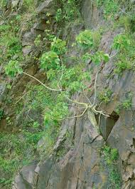 Image result for Ficus abutilifolia