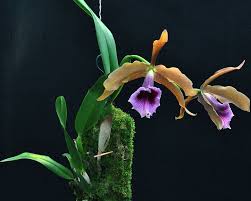 Image result for Polystachya albescens