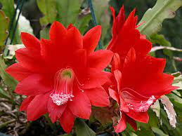 The plant bodies are flattened, and the leaves are actually segmented stems. Disocactus Ackermannii Orchid Cactus Strap Cactus World Of Succulents Orchid Cactus Red Orchids Blooming Succulents