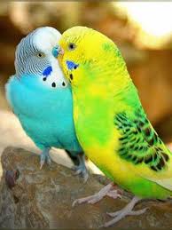 Enjoy the lovely love birds beautiful hd wallpaper and don't forget to rate us. Cute Birds Mobile Wallpaper Love Birds Pet Birds Parrot