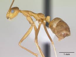 Image result for Anagallis gracilipes