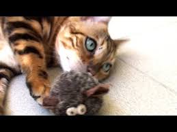 Pin On Cougar The Bengal Cat