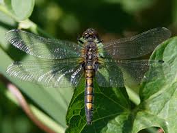 Image result for Phyllonorycter leucographellus