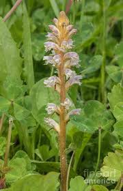 Image result for Orobanche minor