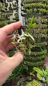 Image result for Mystacidium venosum