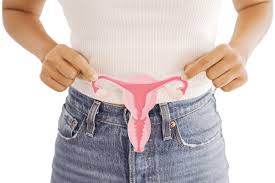 Image result for uterus