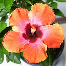 Image result for Hibiscus seineri