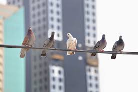 If you have a platform feeder, then you might have a bit of a challenge on your hands. Protect Your Outdoor Apartment Areas From Bothersome Birds
