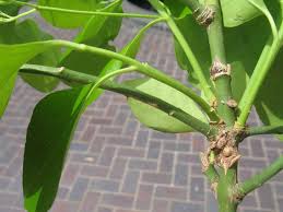 Check spelling or type a new query. Crown Galls