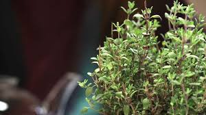 Also referred to as coccineus, this thyme can be identified by magenta flowers. Thyme Herb Britannica