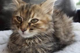 Which is the second most popular pet in the united states? If You Fail This Quiz You Re Not A Cat Person