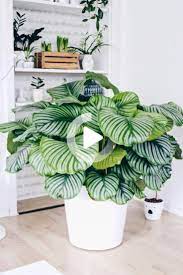 Lediglich die großen blätter müssen sie hin und wieder mal mit einem feuchten schwamm abwischen und somit von staub wer eine pflegeleichte zimmerpflanze mit blüten haben möchte, ist mit der klivie gut beraten. Calathea Pflanzen Dekor Blumentopf Weiss Zimmerpflanzen Dekor
