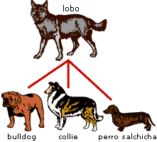 Selección natural e artificial | IES Manuel García Barros (A Estrada,  Pontevedra)
