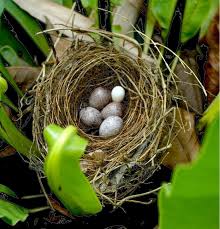 Architecture Inspired By Animal Homes Rtf Rethinking The Future