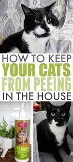 Cat Pee Anywhere In The House Can Make Your Entire Home Smell Like A Litter Box Cats Urine Contains Strong Stop Cats From Peeing Cat Peeing In House Cat Care
