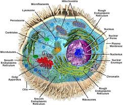 Maybe you would like to learn more about one of these? Eukaryote Dinopedia Fandom