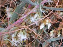 Image result for Cuscuta planiflora