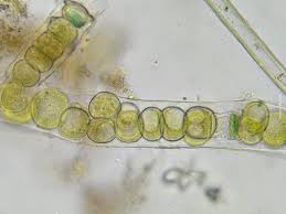 Image result for Stenostelma corniculatum