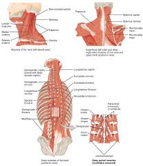 Lower back internal organs : Axial Muscles Of The Head Neck And Back Anatomy And Physiology